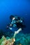 Underwater photography photographer diver scuba diving bunaken indonesia reef ocean