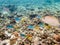 Underwater photos of group sea fish