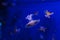 underwater photos of Mediterranean jellyfish, Cotylorhiza tuberculata