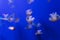 underwater photos of Mediterranean jellyfish, Cotylorhiza tuberculata