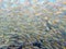 Underwater photos of sea fish herd