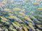 Underwater photos of sea fish herd