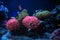 Underwater picture of Clownfish, Nemo fish in Anemone