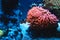 Underwater picture of Clownfish, Nemo fish in Anemone
