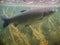 Underwater picture of Grass carp Ctenopharyngodon idella