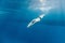 underwater picture of male swimmer swimming i