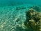 Underwater picture of a sohal tang fish in the Red Sea