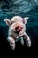 Underwater Piglet Playground - Baby Pigs Swimming with Delight