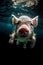 Underwater Piglet Playground - Baby Pigs Swimming with Delight