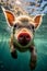 Underwater Piglet Playground - Baby Pigs Swimming with Delight
