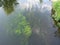 Underwater plants, algae