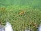 Underwater plants in lake Lacul Rosu, Transsylvania, Romania