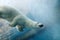 Underwater Polar Bear