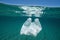 Underwater pollution plastic bag
