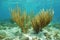 Underwater Porous sea rods corals