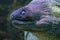 Underwater portrait of muraena fish