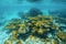 Underwater reef with elkhorn coral Caribbean sea