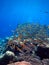 Underwater reef landscape with fish