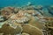 Underwater reef soft and stony corals ocean floor