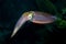Underwater reef squid, Sepioteuthis sepioidea, Key Largo Florida
