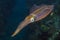 Underwater reef squid, Sepioteuthis sepioidea, Key Largo Florida