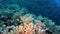 Underwater relax video about coral reef in pure transparent of Red sea.