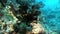 Underwater relax video about sea lily Oligometra Serripinna of Shaab Sharm.