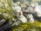 Underwater river rocks being washed by mountain stream