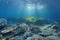 Underwater rocks and seagrass natural sunlight