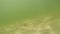 Underwater sandy lake bottom with glare