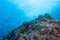 Underwater Scape of sea anemone and coral reef