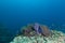 Underwater Scape of sea anemone and coral reef