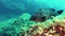 Underwater scene Big grouper fish quiet over the seabed