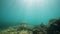 Underwater scene in the ocean with fishes, corals and sunlight reflections.