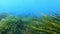 Underwater scene - POV Scuba diving over a green POsidonia seaweed field