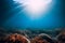 Underwater scene with red seaweed, sun rays and transparent water