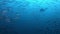 Underwater scene - Scuba diver with a barracuda fish shoal