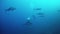 Underwater scene - Scuba divers and jack fishes in cloudy water