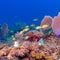 Underwater scene with a shoal of yellow tropical fish