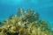 Underwater scenery in a coral reef with gorgonian