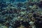 Underwater scenery with corals and fish in background. Diving at Anakao, Madagascar