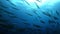Underwater school of barracuda fish in clean blue sea water