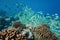Underwater school of fish with coral Pacific ocean