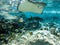 Underwater sea creatures stingray in Tahiti