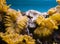 Underwater sea landscape background, a rock fully overgrown with sea coral and anemones