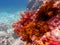 UNDERWATER sea level photo. Colorful seaweed from marine life of the Aponissos beach, Agistri island, Saronic Gulf, Greece