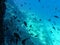 UNDERWATER sea level photo. Small fishes in marine life of the Aponissos beach, Agistri island, Saronic Gulf, Attica, Greece