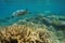 Underwater sea turtle healthy coral reef with fish