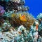 Underwater sealife family of clownfish