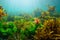 Underwater seascape algae in the ocean with natural sunlight Atlantic